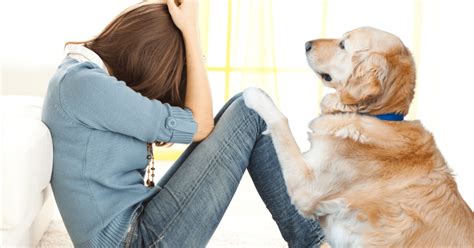 Emotional Support Animals For Anxiety And Depression