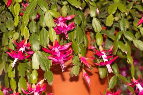 Thanksgiving Cactus Or Christmas Cactus Which Is Which Farmers Almanac