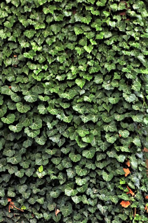 Green Ivy On Wall Background Free Stock Photo Public Domain Pictures