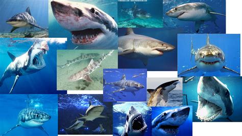 Shark Week Wallpaper Wallpapersafari
