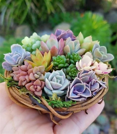 Maybe you would like to learn more about one of these? Pay Attention To My Friends Who Raise Succulent Plants,Don ...