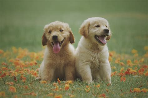 Nomes Para Colocar Em Cachorro Fêmea