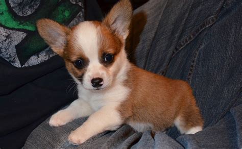Cheagle Chiweenie Chug 18 Cute Chihuahua Mixes Youve Gotta See
