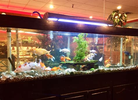 Koi Tank With Goldfish Plecos And Cichlids Goldfish Aquascape