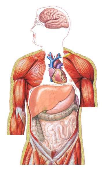 Free Human Body Organs Download Free Human Body Organs Png Images