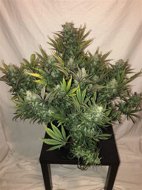 Gorilla Glue Auto Bud Buddies Cannabis Seeds And Clones For Sale In