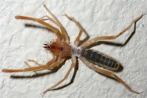 In fact, this spider is thought to be responsible for the majority of north. Solifugids