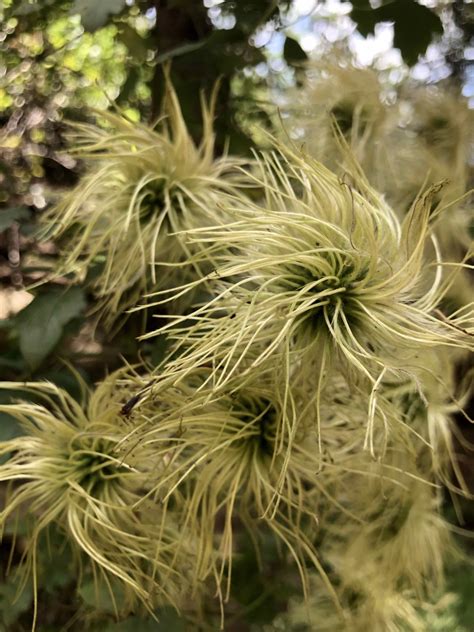 Clematis columbiana is a deciduous climber growing to 3 m (9ft 10in). Clematis ligusticifolia Calflora