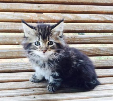 We have worked too many years to develop our congocoon type of maine coon, to have our name hijacked by an imposter! Registered Maine Coon Kittens - 8 weeks for Sale in ...