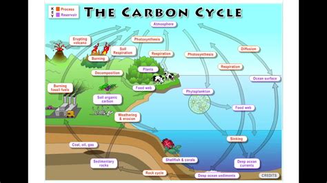 2b The Global Carbon Cycle