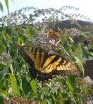 Swallowtail Nectar Plants Add These To Attract Swallowtails