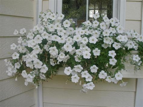 32 Beautiful Ideas Cascading Flowers For Window Boxes 12 Window Box