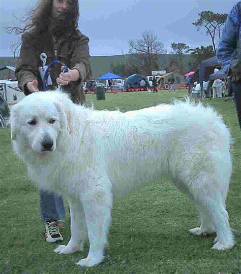 418 Best Large Breed Mountain And Herder Dogs Images On