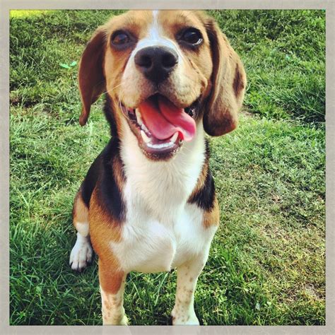 Happy beagle! | Beauty and the beagle