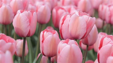Foto Gratis Tulipanes Color De Rosa Campo Imagen Gratis En Pixabay