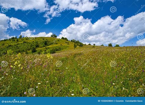 Mountain Summer Pasture With Wildflowers Stock Photo Image Of Beauty