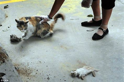 Cat Tries To Revive Her Dead Kittens After They Are Stabbed And