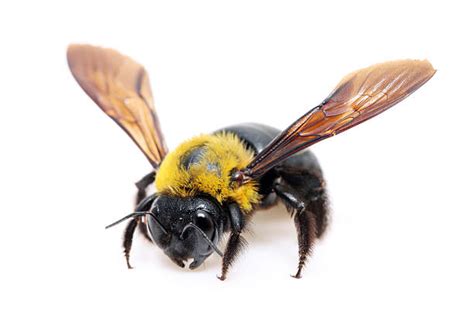 Big Black Bumble Bee Stock Photos Pictures And Royalty Free Images Istock