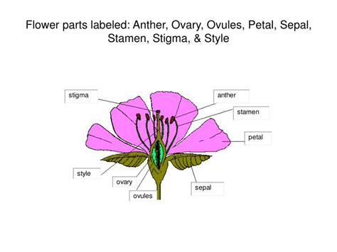 It consists of four major parts this is a crucial part of the reproduction of the plant. PPT - Flower parts labeled: Anther, Ovary, Ovules, Petal, Sepal, Stamen, Stigma, & Style ...