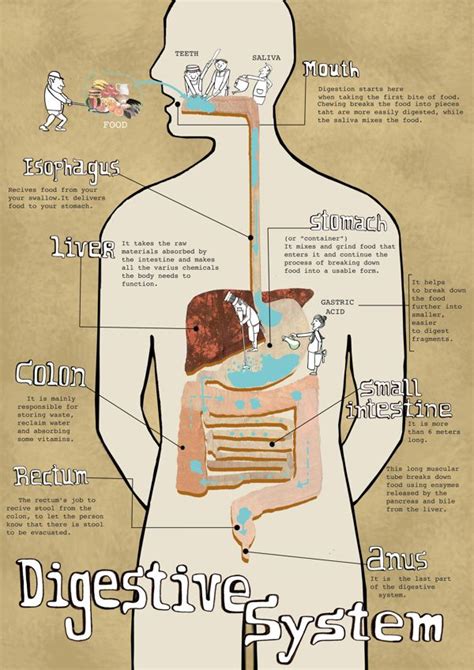 Infographic Digestive System Digestion Infographic