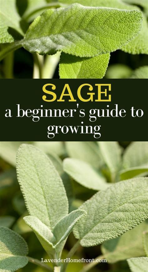 How To Grow And Harvest Sage In 2020 Gardening For Beginners