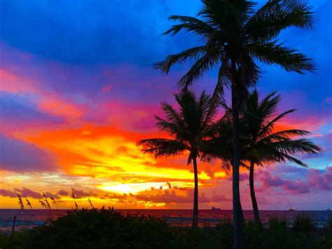 Incredible Palm Tree Ocean Sunset 2022