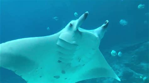 Manta Rays Youtube