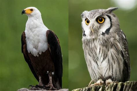 Eagle Vs Owl What The Difference And How To Identify Them