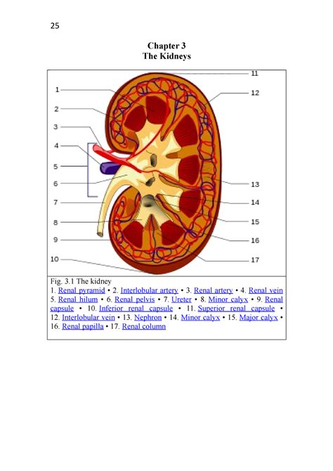 5178 Chapter 3 The Kidneys Chapter 3 The Kidneys Fig 3 The Kidney