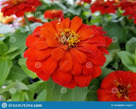 Beautiful Red Zinnia Flower At Full Bloom Stock Image Image Of Plant