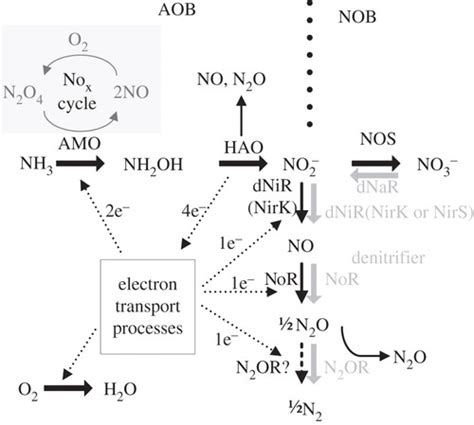 Nitrous Oxide Emissions From Wastewater Treatment Processes