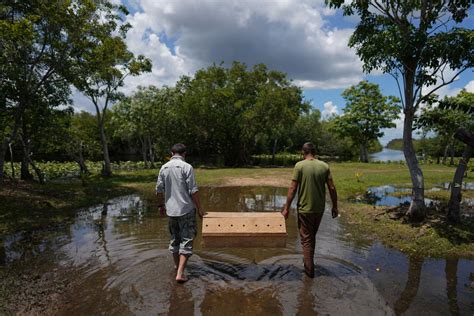 Photos Scientists Race To Save Cuban Crocodiles Climate Al Jazeera