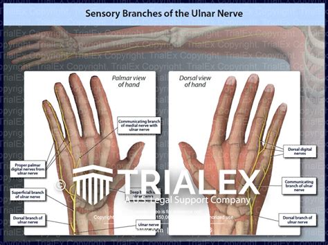 Sensory Branches Of The Ulnar Nerve Trialexhibits Inc My Xxx Hot Girl