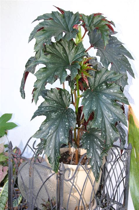 Angel wing begonia linda dawn. Dawn's small Angel Wing begonia