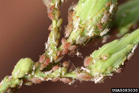 Insects as disseminators of plant diseases. potato aphid (Macrosiphum euphorbiae ) on lettuce (Lactuca ...