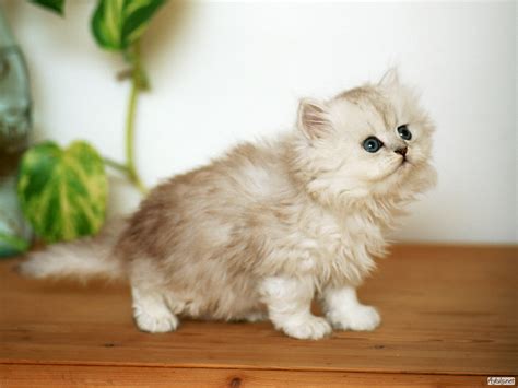 En güzel kedi resimleri kedi fotoğrafları arşivi Hayvan Resimleri