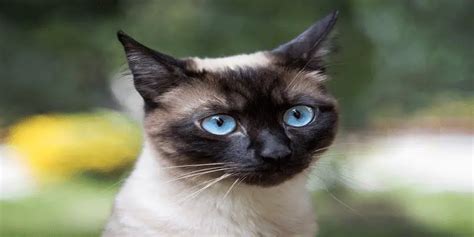 Why Do Siamese Cats Have Crossed Eyes