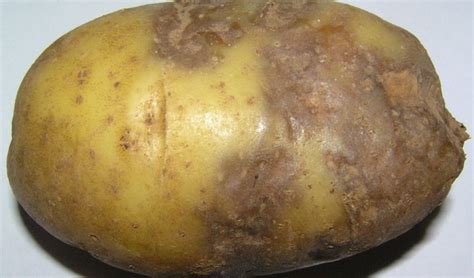 Болезни Картофеля Фото И Описание Telegraph