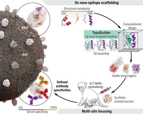 De Novo Protein Design Enables The Precise Induction Of Rsv