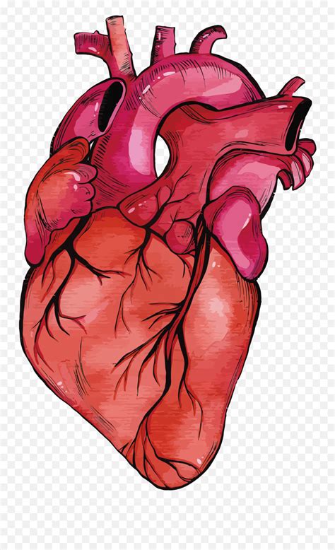 Anatomy Vector Human Heart Transparent Transparent Background Real