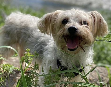 27 Marvelous Maltese Mixes The Ultimate Maltese Mix Guide