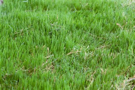 Bermuda Grass Is An Adaptable Warmseason Turf That Many People Use For