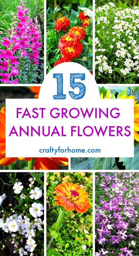 15 Easy Annual Flowers From Seed Crafty For Home