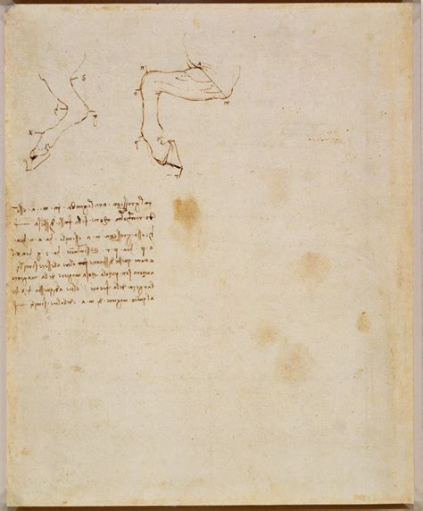 Leonardo Da Vinci Rcin 912304 Verso Horses Hind Legs With Notes C