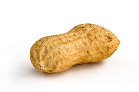 Single Peanut Isolated Stock Image Image Of Natural 109266851
