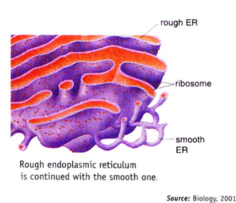 The rough endoplasmic reticulum synthesizes proteins; Structure And Function Of Cell Organelle Endoplasmic ...