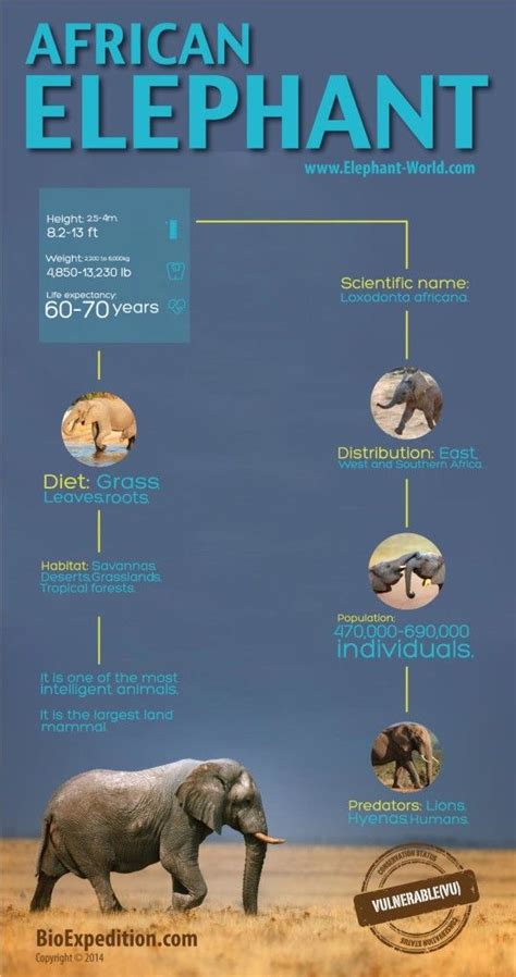 African Elephant Infographic Animal Facts And Information African