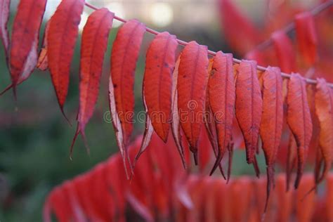 Colorful Red Autumn Leaves Of Sumac Or Vinegar Tree Rhus Typhina Stock