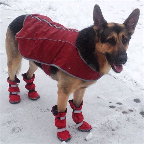 From 'anorak' to 'zero degrees', get ready for snowy days with this 'winter' vocabulary word list! German Shepherd Wears Tall Winter Dog Boots