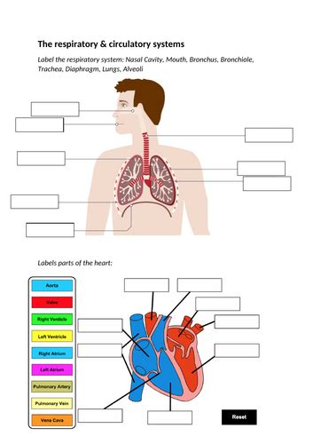 Igcse pe respiratory system & circulatory system worksheet